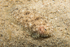 Aseraggodes lenisquamis