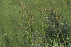 Rumex gmelinii