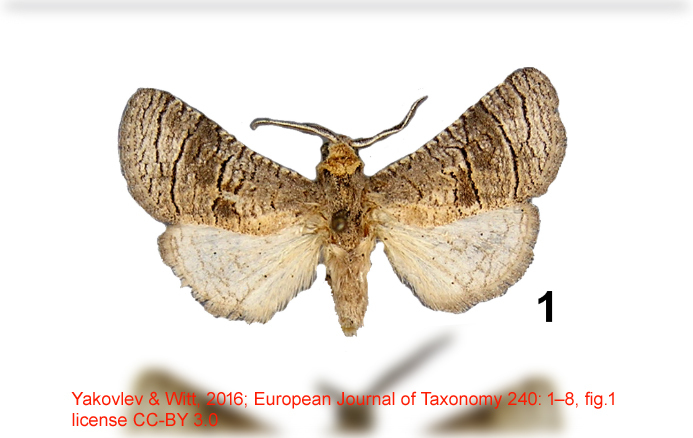 Afroarabiella