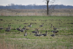 Anser albifrons albifrons