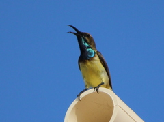 Cinnyris jugularis andamanicus