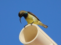 Cinnyris jugularis andamanicus