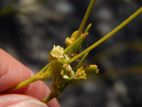 Image of Centella macrocarpa by no rights reserved