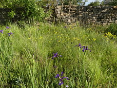 Iris reichenbachiana