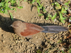 Centropus andamanensis