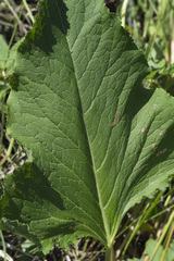 Rumex gmelinii