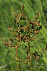 Rumex gmelinii