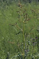 Rumex gmelinii