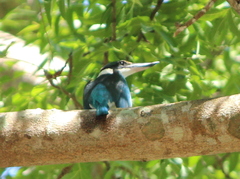 Todiramphus chloris davisoni
