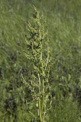 Rumex gmelinii