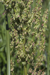 Rumex gmelinii