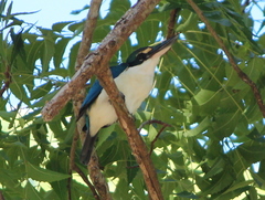 Todiramphus chloris davisoni