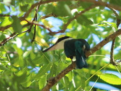 Todiramphus chloris davisoni