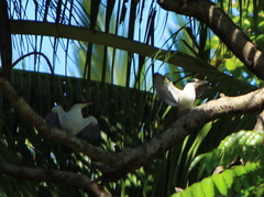 Todiramphus chloris davisoni