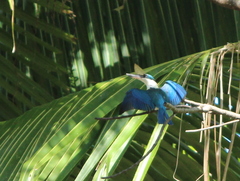 Todiramphus chloris davisoni