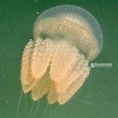 Acromitus