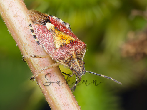 Sloe Bug