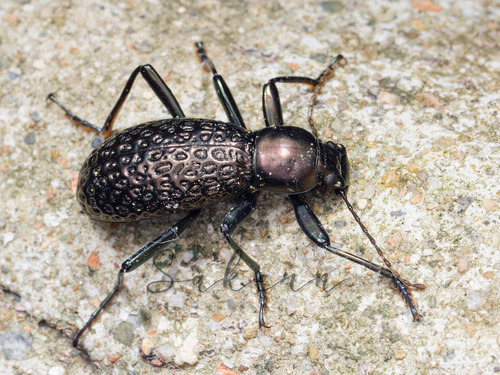 Morphostenophanes luoxiaoshanus