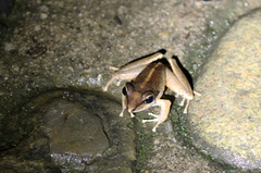 Craugastor metriosistus