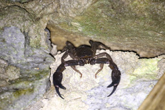Opisthacanthus