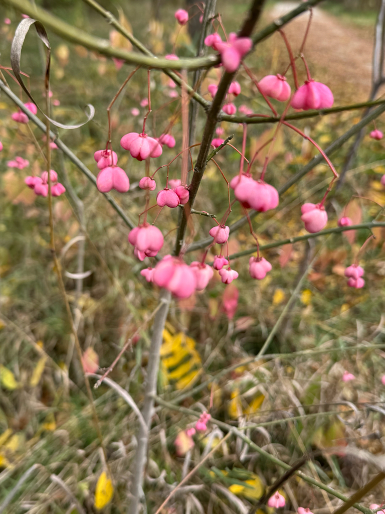 Euonymus europaeus
