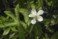 Anemonastrum dichotomum