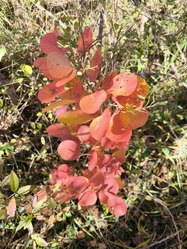 Cotinus coggygria