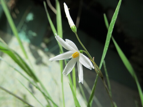 Autumn snowflake (Acis autumnalis)