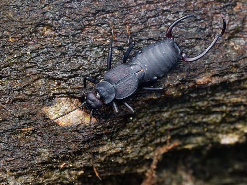 Allodahlia scabriuscula
