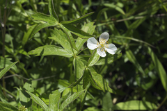 Anemonastrum dichotomum