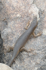 Trachylepis sparsa