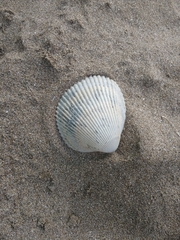 Dallocardia delicatula