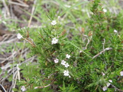 Micromeria hyssopifolia