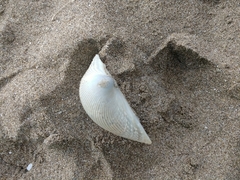 Dallocardia delicatula