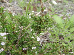 Micromeria hyssopifolia