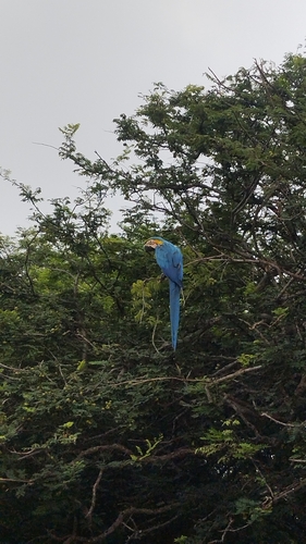 Blue-and-yellow Macaw