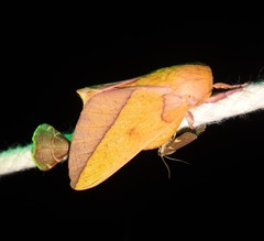 Syssphinx bisecta