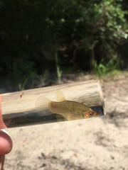 Fundulus escambiae