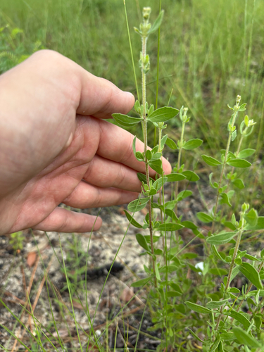Narrowleaf Bushy Thoroughwort (Eupatorium linearifolium)