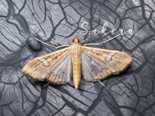 Mung Bean Moth