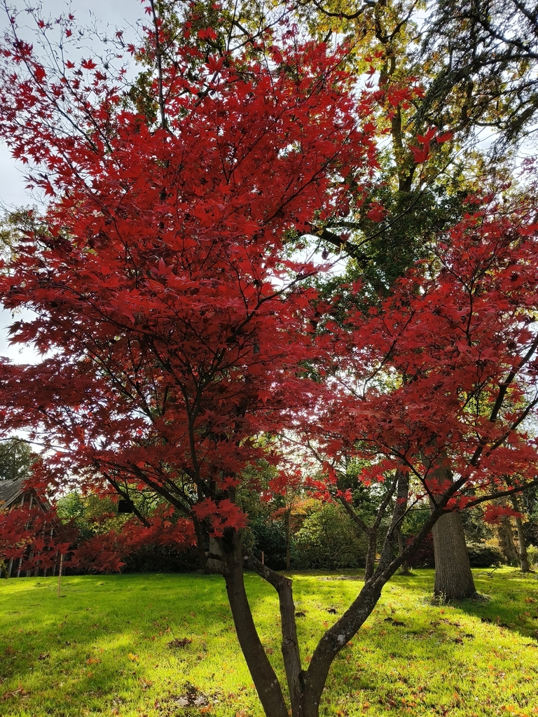 Acer palmatum