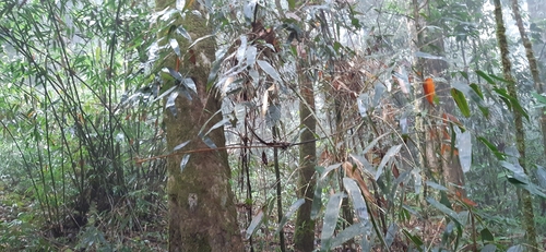 Merostachys latifolia