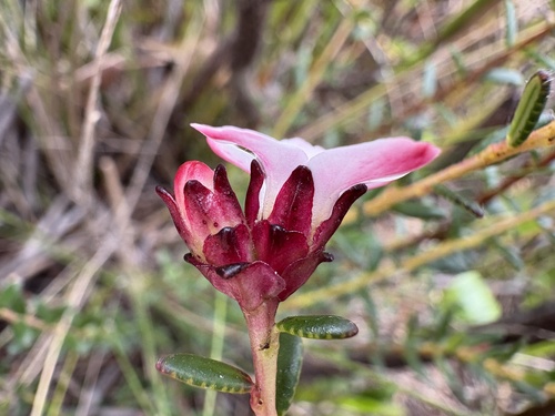 Sticky Chinaflower (Adenandra viscida)
