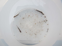 Eurycea chisholmensis