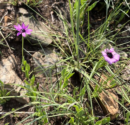 Dimorphotheca jucunda