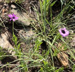 Dimorphotheca jucunda