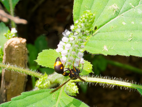 Eumenes labiatus