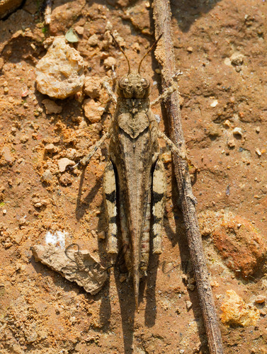 Carinate Locust