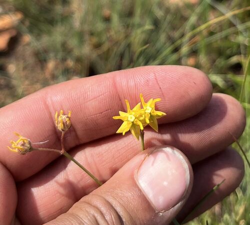 Asclepias aurea (Asclepias aurea)