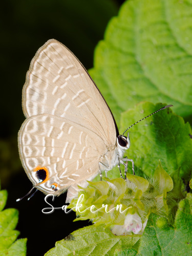 Dark Cerulean
